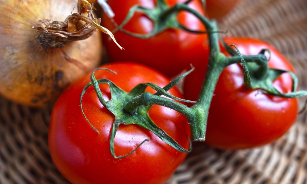 Jak przerywać pomidory?