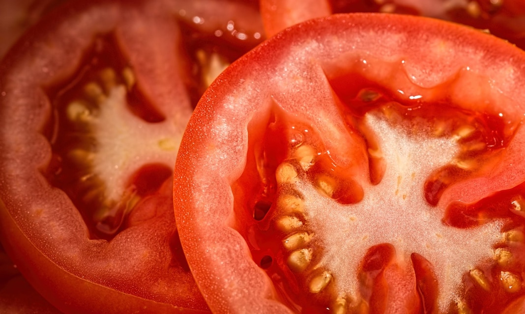 Jak zrobić osłonę na pomidory?