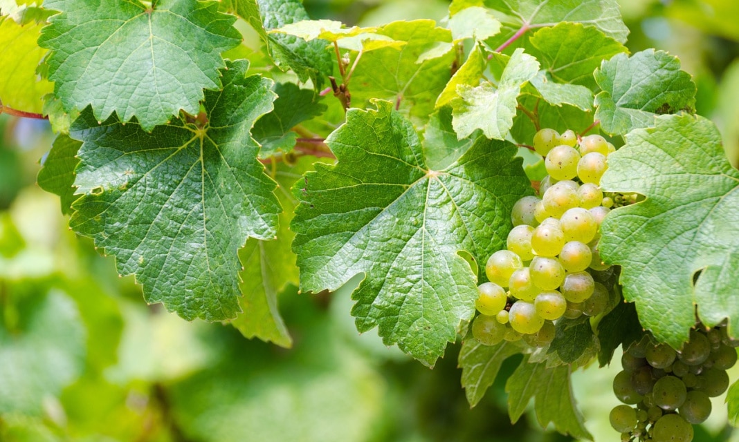 Winorośl w warunkach polskich owocuje ile razy w roku?